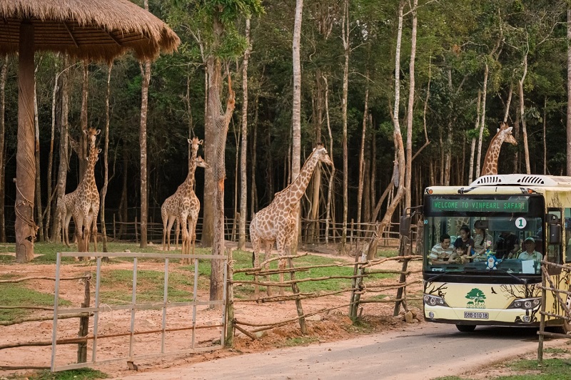 Không chỉ vậy, chuyến du hí tới đảo Ngọc của du khách với tấm thẻ của Vinpearl Experience trên tay sẽ thêm phần đặc sắc hơn hết nhờ trải nghiệm tham quan vườn thú bán hoang dã độc đáo tại Vinpearl Safari. Cả một ngày vui chơi miễn phí tại Công viên chăm sóc và bảo tồn động vật lớn nhất Đông Nam Á sẽ là cơ hội giúp du khách ghi lại mọi khoảnh khắc đáng nhớ giữa thiên nhiên.