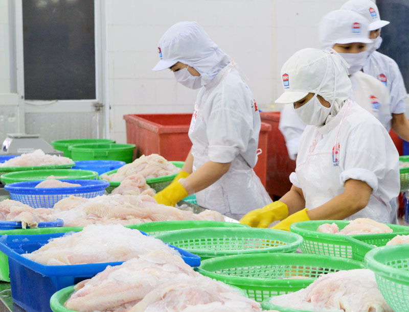 Chế biến cá xuất khẩu ở Công ty cổ phần Thủy sản Hải Hương, Khu công nghiệp An Hiệp