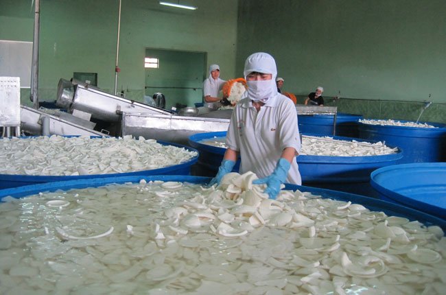 Sản xuất cơm dừa nạo sấy tại Công ty xuất nhập khẩu Bến Tre