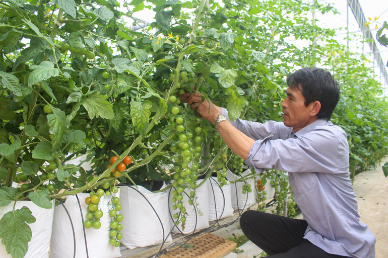 Lâm Đồng cũng ưu tiên nhà đầu tư thực hiện dự án trong lĩnh vực thế mạnh của tỉnh là nông nghiệp 