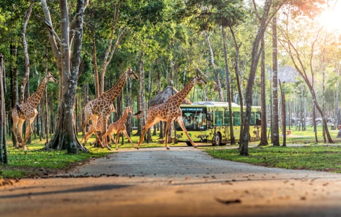 Đặc biệt hấp dẫn là công viên bảo tồn động vật bán hoang dã quy mô hàng đầu châu Á Vinpearl Safari. Đây là nơi đang chăm sóc và bảo tồn gần 200 loài động vật và đa dạng hệ sinh thái thực vật, giúp du khách tìm hiểu và làm quen rất nhiều loài thú quý hiếm đến từ khắp nơi trên thế giới trong môi trường sinh sống gần giống với tự nhiên nhất.