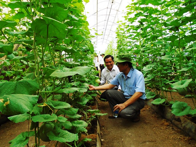 Mô hình trồng dưa lưới công nghệ cao của Công ty cổ phần nông nghiệp Công nghệ cao An Thái 