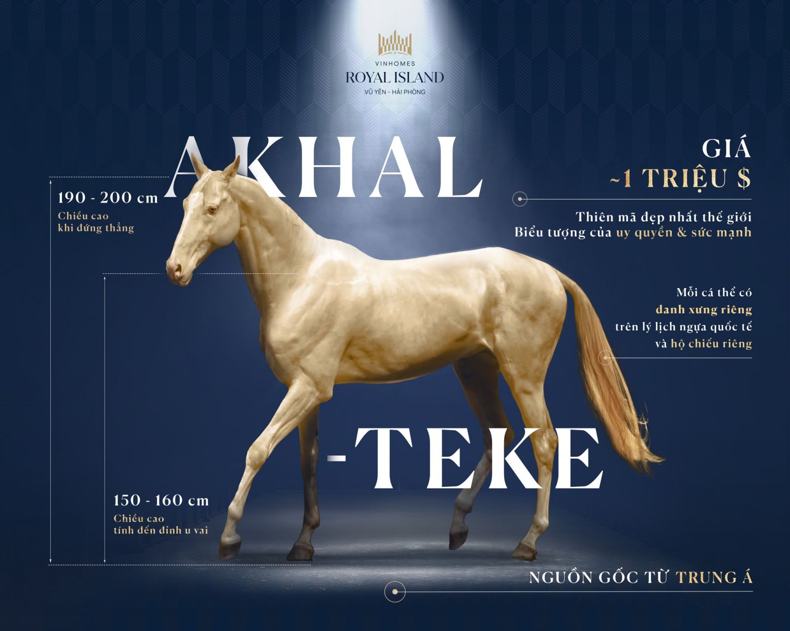 Bộ sưu tập ngựa ở Vinhomes Royal Island vừa được bổ sung thêm giống Akhal Teke quý hiếm bậc nhất thế giới 