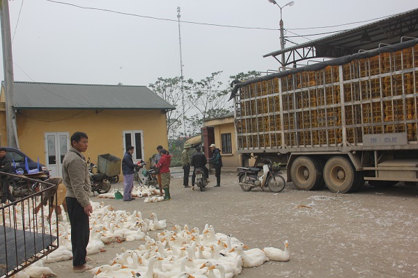 Các tiểu thương hạ tải gia cầm tại chợ đầu mối gia cầm Hà Vỹ, Thường Tín
