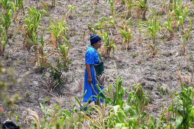 Nhiều nước tại Trung Mỹ đang phải đối mặt với khủng hoảng lương thực do COVID-19 và biến đổi khí hậu