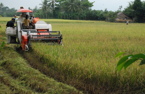 Cứ 3 tháng ĐBSCL lại thu hoạch hàng chục triệu tấn lúa thì không thể thiếu lương thực được.
