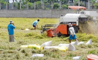 "Gỡ lệnh" dừng xuất khẩu gạo: Doanh nghiệp mừng, Bộ Tài chính lo