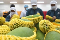 Trái cây Việt vào Mỹ "nhỏ giọt" vì thiếu chuyên viên kiểm dịch