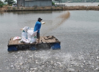 Đồng bằng sông Cửu Long thiếu cá tra giống chất lượng để thả nuôi