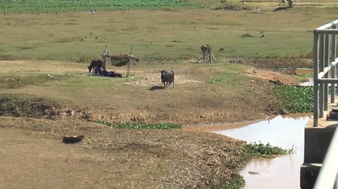 Nhiều vùng đất thuộc tỉnh tỉnh Nakhon Phanom (Thái Lan) đang bước vào đợt khô hạn.