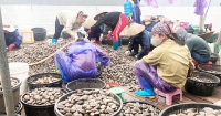 Vân Đồn Quảng Ninh: Nuôi trồng thủy sản lao đao vì COVID-19