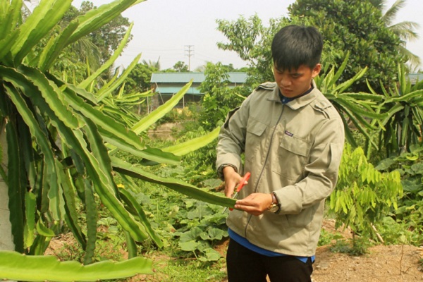 Nguyễn Hoàng Sơn (xã Liên Hòa, TX Quảng Yên) chăm sóc vườn thanh long của gia đình.