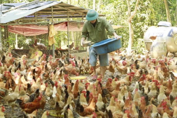 Mô hình chăn nuôi gà của Phó Bí thư Đoàn xã Phong Dụ (huyện Tiên Yên) Trần Đăng Hạnh.