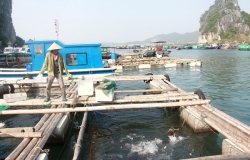 Quảng Ninh: Thủy sản tại Vân Đồn “điêu đứng” vì dịch
