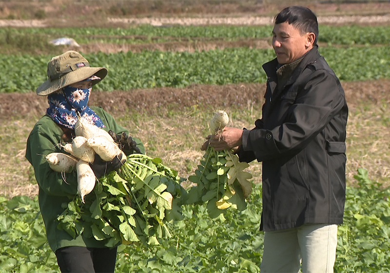 Củ cải là một trong những cây trồng bản địa, Tham gia chương trình OCOP, sản phẩm củ cải Đầm Hà được nâng cao giá trị. được các hộ dân Đầm Hà trồng vào vụ đông.