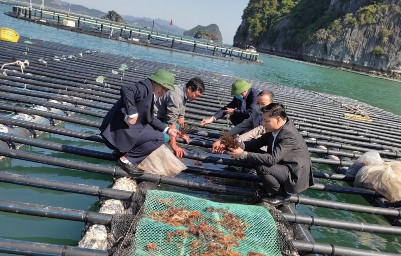 Mô hình nuôi cá kết hợp với nuôi trồng rong biển tại huyện Vân Đồn (báo QN)