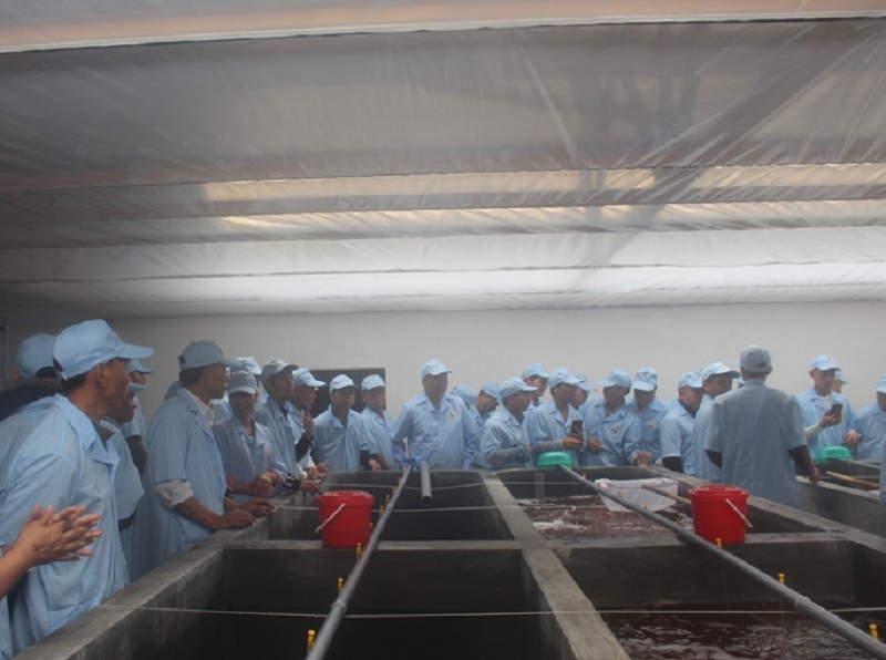 Các hộ nuôi tôm huyện Đầm Hà thăm quan tìm hiểu chất lượng tôm giống của tập đoàn Việt Úc