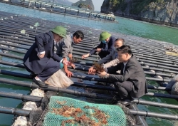 Quảng Ninh: Kỳ vọng trở thành trung tâm nuôi trồng thủy sản của miền Bắc