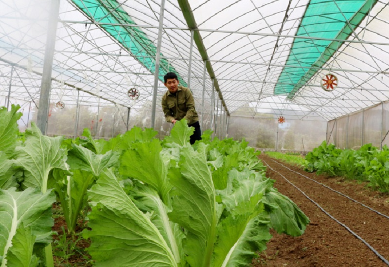 Sử dụng nhà lưới trong canh tác, nâng cao chất lượng nông sản ở xã Lục Hồnp/- Bình Liêu (ảnh báo QN)