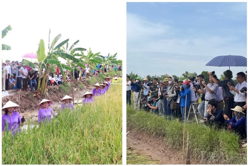 Cuộc thi cấy lúa ruộng Rươi 2022 của huyện Tứ Kỳ đã thu hút rất nhiều du khách đến với địa phương