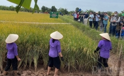 Lễ hội lúa rươi - điểm nhấn cho du lịch nông thôn Hải Dương