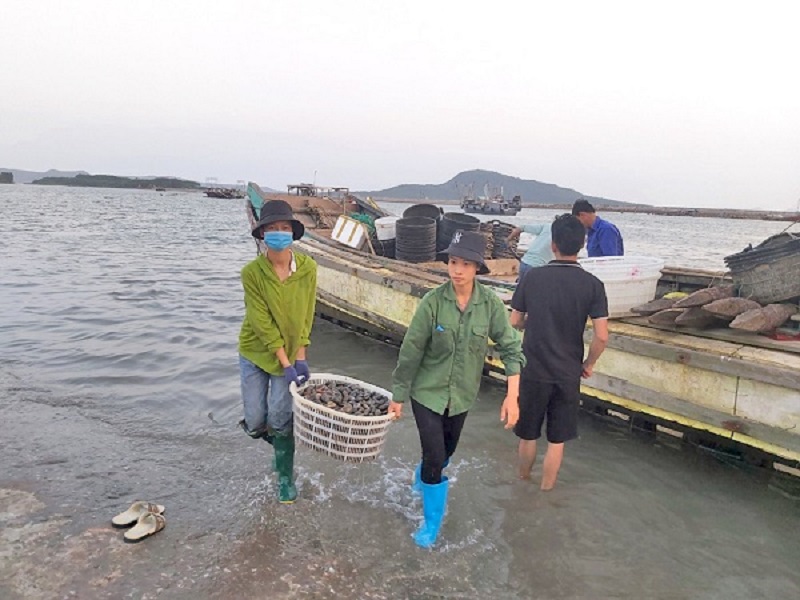 Quảng Ninh đặt ra mục tiêu đến năm 2025, tổng giá trị sản xuất thủy sản chiếm 60% tổng giá trị sản xuất toàn ngành nông nghiệp (ảnh báo Quảng Ninh)