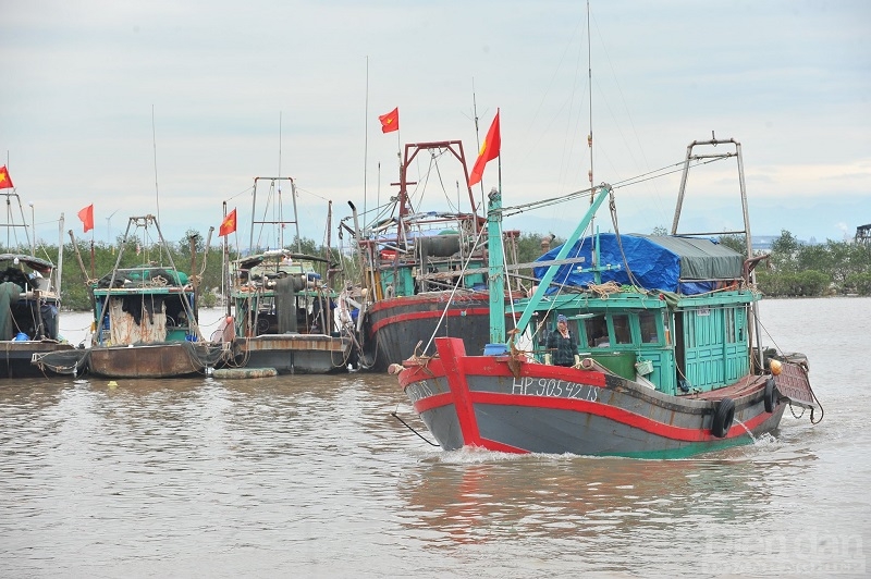 Hải Phòng hiện là 1 trong 5 Trung tâm nghề cá lớn của cả nước
