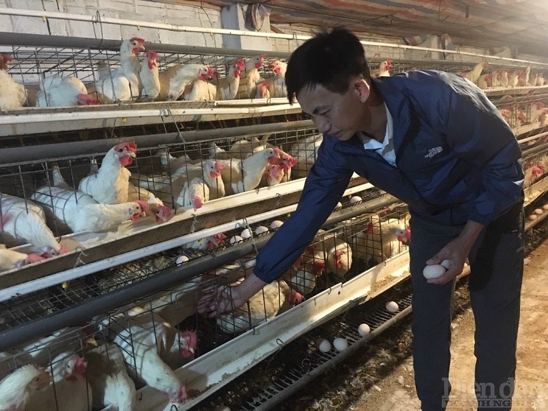 Với quy trình sản xuất an toàn, sản phẩm trứng gà “Cẩm Đông” được các thương lái, doanh nghiệp trên địa bàn tỉnh đặt hàng với giá cao