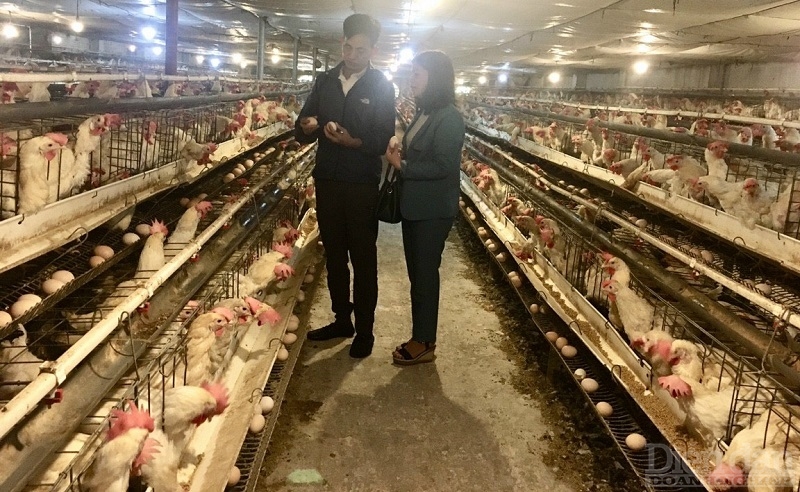 Hiện ông Thuân đã có 6 trang trại nuôi gà đẻ trứng hiện đại, tổng diện tích 6.000 m2