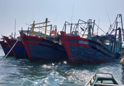 Quảng Ninh: Bắt giữ nhiều tàu cá vi phạm khai thác thủy sản trái phép