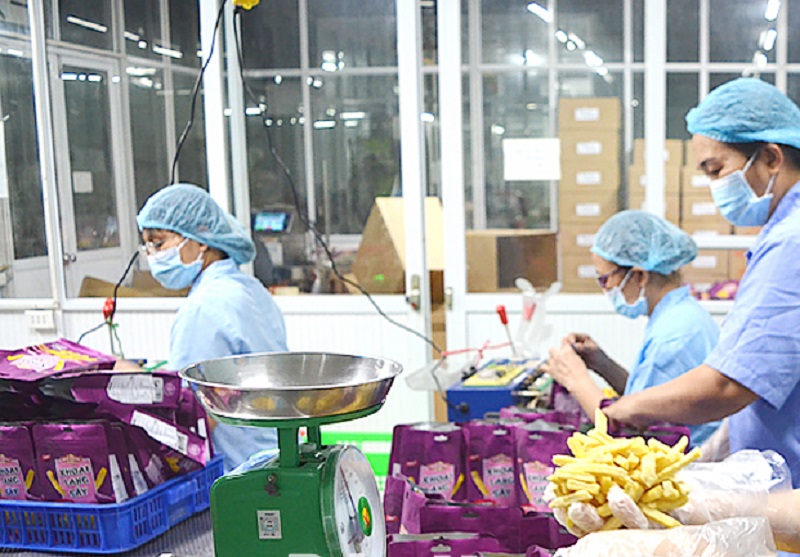 Sản xuất hoa quả sấy tại Công ty TNHH một thành viên Minh Dương, Cụm công nghiệp An Xá (ảnh báo Nam Định)