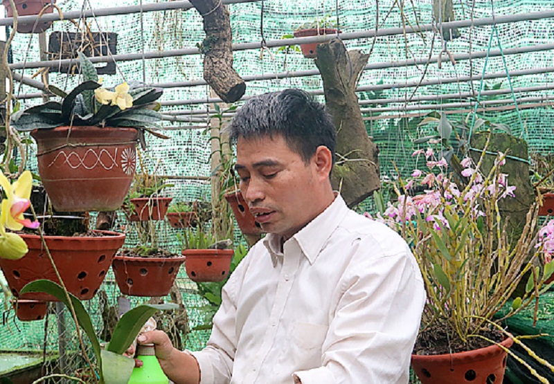 Ông Ðỗ Mạnh Hùng ở làng nghề hoa, cây cảnh Ðỗ Bá, thị trấn Cồn (Hải Hậu) chăm sóc vườn phong lan (báo Nam Định)