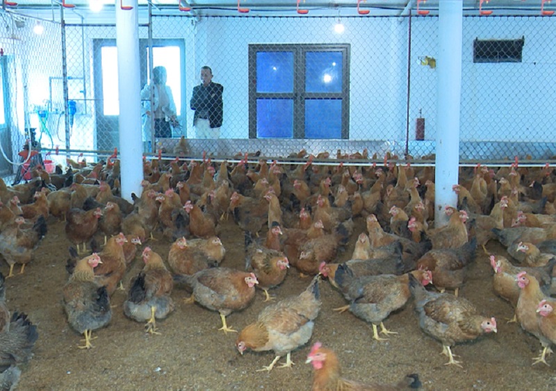 Trang trại chăn nuôi gà từ mô hình liên kết