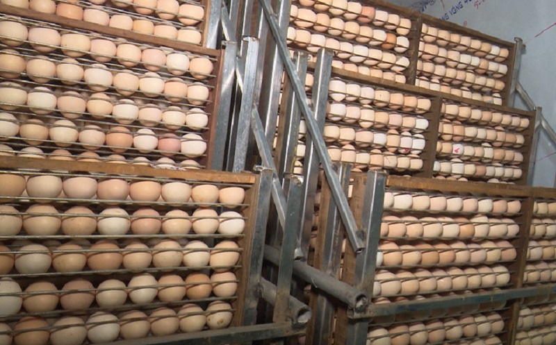 Máy ấp trứng gà hiện đại từ liên kết chăn nuôi gia cầm