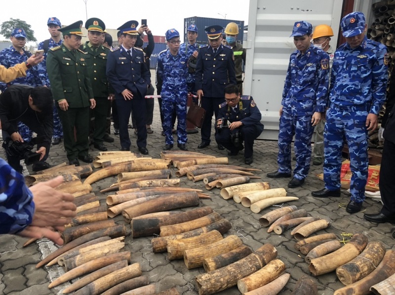 Cục Hải quan Hải Phòng vừa chủ trì, phối hợp với các lực lượng chức năng trên địa bàn khám xét, phát hiện gần 500 kg ngà voi nhập khẩu trái phép từ châu Phi (ảnh HQHP)