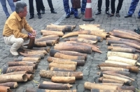 Hải Phòng: Phát hiện gần 500 kg ngà voi nhập khẩu trái phép từ châu Phi