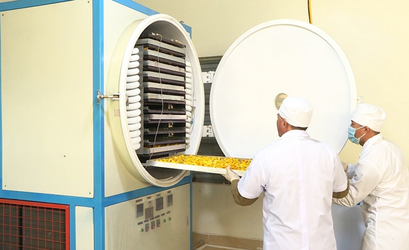 Ông Lê Mạnh Quy (xã Quảng Minh, huyện Hải Hà) sử dụng máy sấy lạnh thăng hoa để đảm bảo chất lượng bông trà hoa vàng (ảnh báo Quảng Ninh)