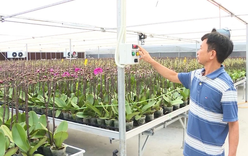 Đưa công nghệ vào kiểm soát nền nhiệt trong khi sản xuất hoa tươi (ảnh báo QN)