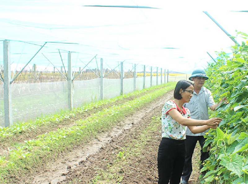 Mô hình trồng rau trái vụ trong nhà lưới ở xã Yên Cườngp/- Ý Yên (ảnh báo Nam Định)