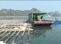 Quảng Ninh: Tăng cường xử lý các hộ nuôi trồng thuỷ sản không phép