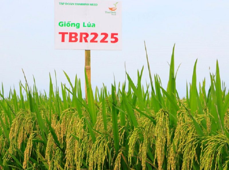 Giống lúa TBR225 được Tập đoàn ThaiBinh Seed trồngp/là giống lúa thuần cảm ôn, có thời gian sinh trưởng ngắn và ít nhiễm bệnh đạo ôn hơn giống BC15.