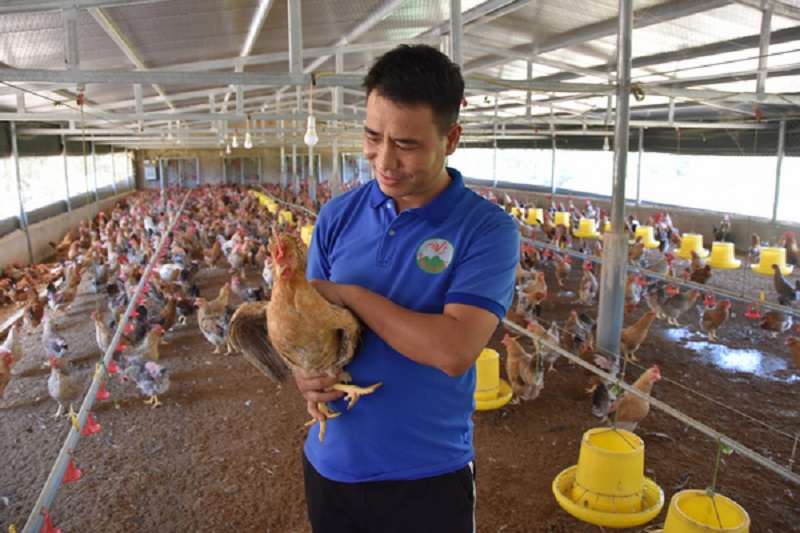 Anh Nguyễn Văn Tuyền, Giám đốc HTX Sản xuất nông nghiệp Tuyền Hiền (xã Quảng Tân, huyện Đầm Hà) giới thiệu mô hình nuôi gà bản địa