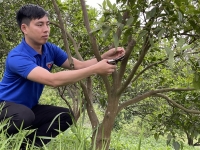 Quảng Ninh: Thanh niên 9x làm giàu từ cây cam Vạn Yên