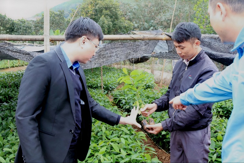 Bí thư Tỉnh Đoàn Hoàng Văn Hải thăm vườn cây giống của Công ty CP Quế hồi Quảng Ninh do anh Lỷ A Tài ( xã Quảng Lâm, huyện Đầm Hà) làm Giám đốc (ảnh báo Quảng Ninh)