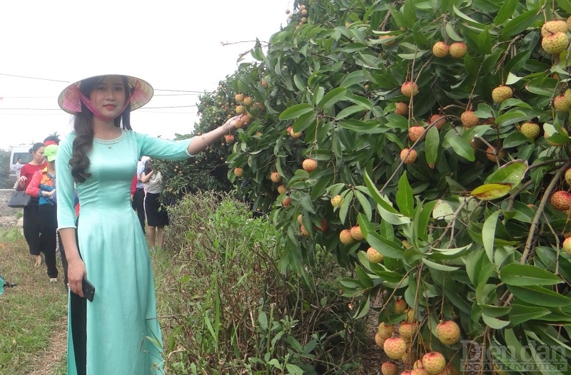 Du khách đến trải nghiệm du lịch sinh thái miệt vườn huyện Thanh Hà - Hải Dương