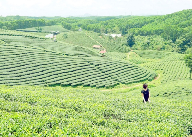 Du khách chụp ảnh với không gian bạt ngàn xanh ngát của đồi chè Quảng Long