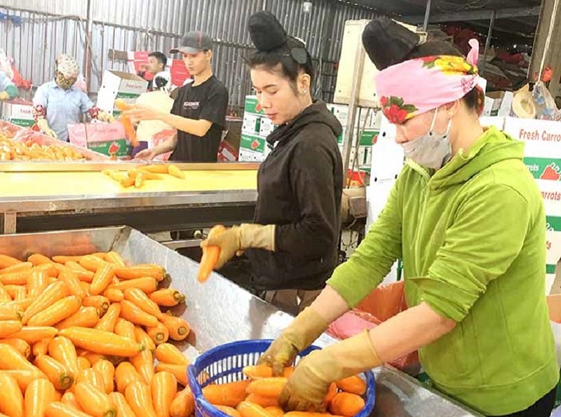 Sản xuất sản phẩm cà rốt - Đức Chính - Hải Dương