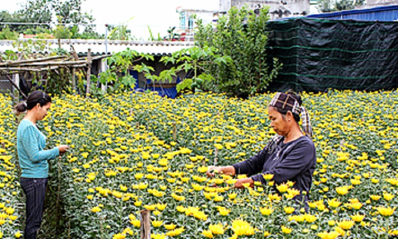 Chăm sóc hoa tại làng hoa Phù Long, xã Nam Phong (Ảnh: Báo Nam Định)