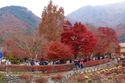 Trải nghiệm mùa lá đỏ ở Nhật Bản