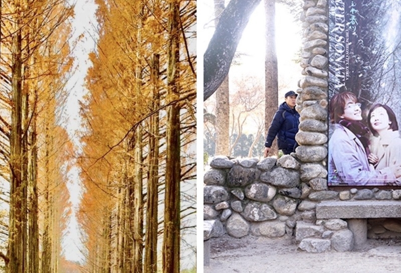 Đảo Nami rất nổi tiếng với những hàng cây cổ thụ chạy dài thẳng tắp; đặc biệt là con đường với hai hàngp/cây thơ mộng đã xuất hiện trong series phim truyền hình Hàn Quốc nổi tiếng “Bản tình ca mùa đông”.